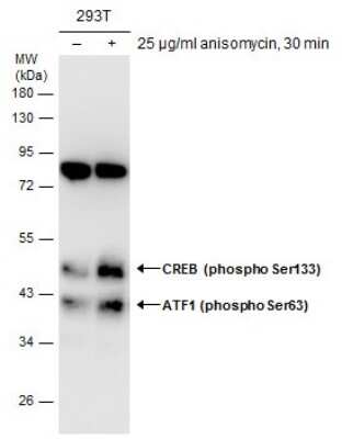 Western Blot: ATF1 [p Ser63] Antibody [NBP3-12920]